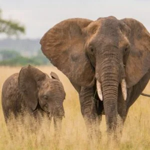 1 Day Arusha National Park Safari safari gallery image 1