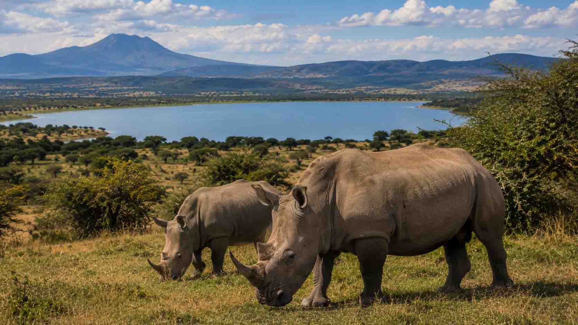 4 Days Midrange Tanzania Safari