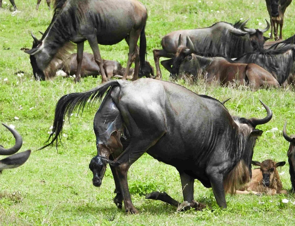 6 Days Lodge Safari